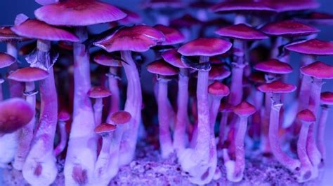 The Dark Side of Internet-Based Vendors: Risks and Scams in the Magic Mushroom Spore Market